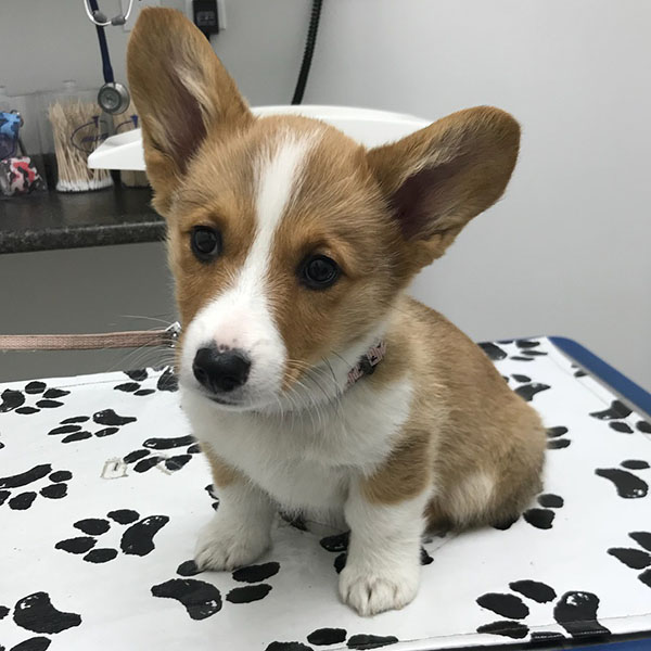 mooham.thecorgi_1704516416_3274043460715776183_63172137006
